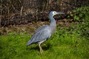 Grue bleue